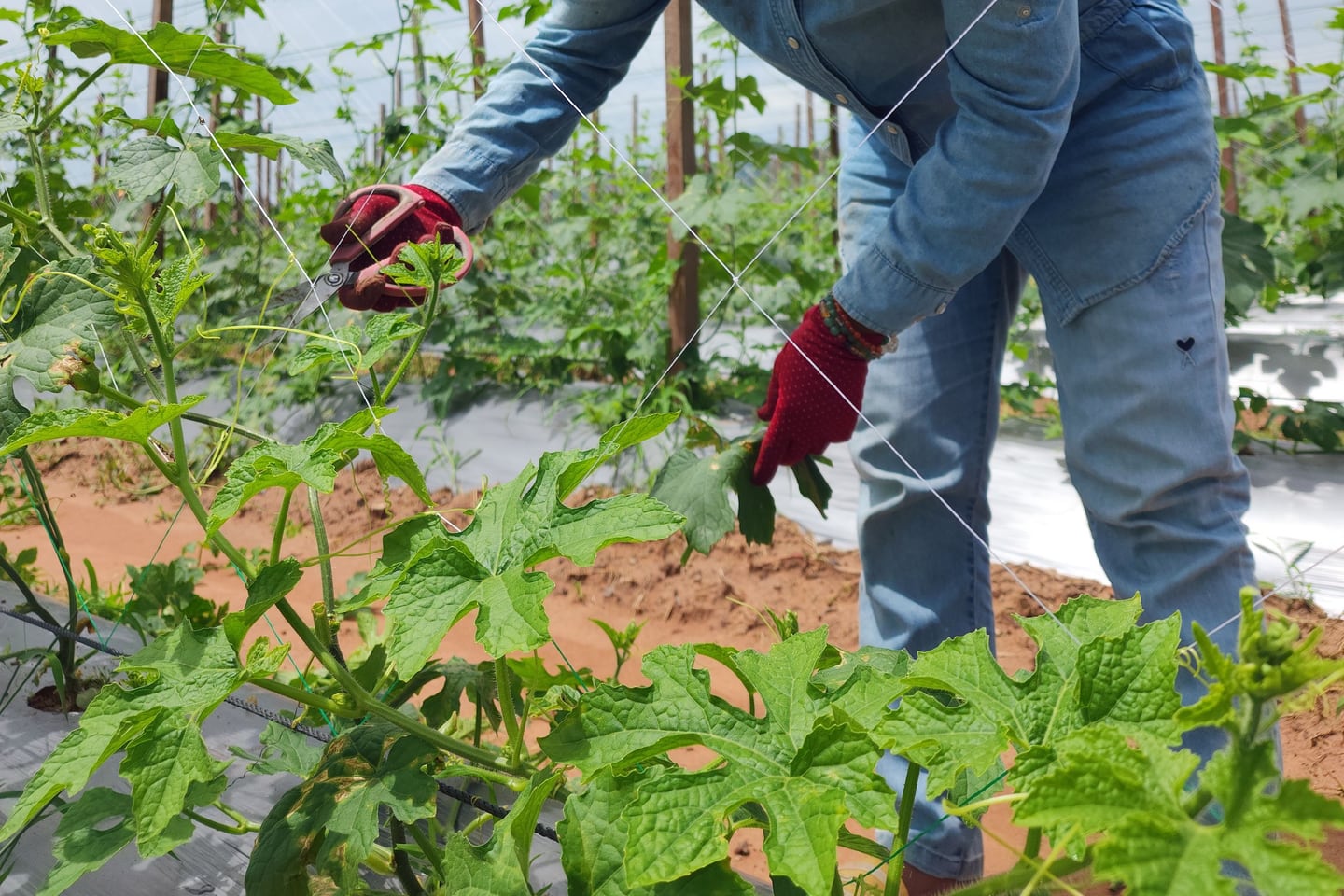 A farmer tends rows of plants inside a greenhouse.