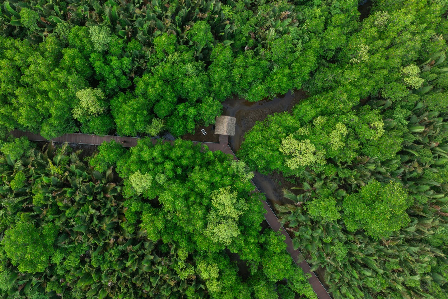 An aerial view of a walkway winding through dense mangrove forest.